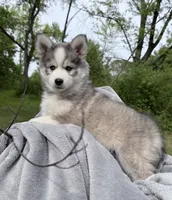 Sunny, a male Pomsky for sale in Waukesha, WI – 1 of 9