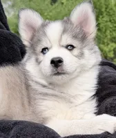 Sunny, a male Pomsky for sale in Waukesha, WI – 8 of 9