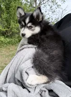 Daisy , a female Pomsky for sale in Waukesha, WI – 6 of 8
