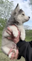 Clover, a male Pomsky for sale in Waukesha, WI – 4 of 9