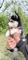 Daisy , a female Pomsky for sale in Waukesha, WI – 4 of 8