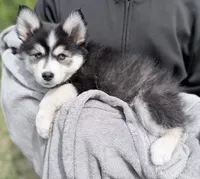 Daisy , a female Pomsky for sale in Waukesha, WI – 3 of 9