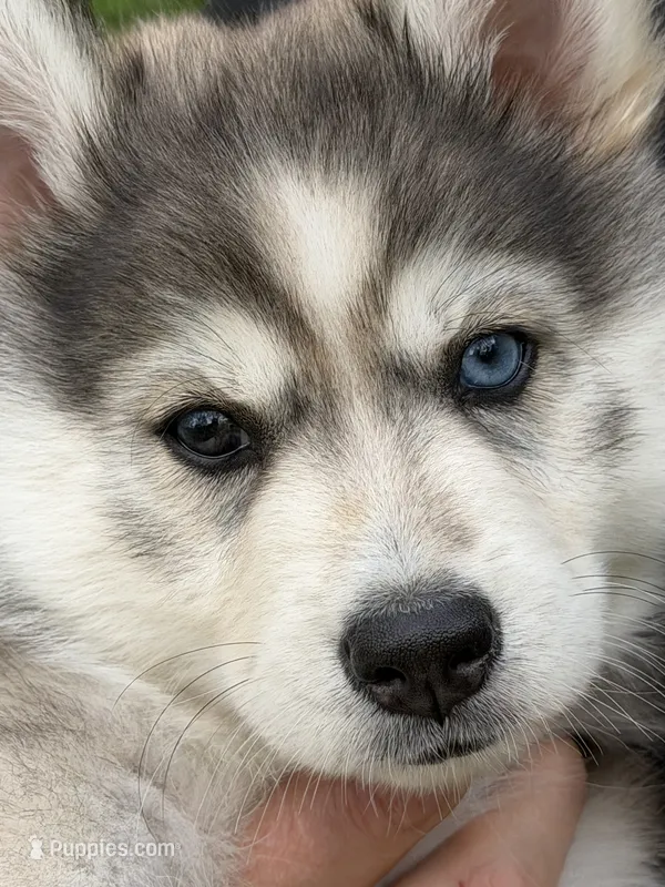 Breeze – Pomsky puppy for sale in Waukesha, WI