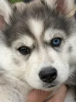 Breeze, a female Pomsky for sale in Waukesha, WI – 7 of 7