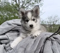 Sunny, a male Pomsky for sale in Waukesha, WI – 7 of 9