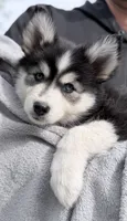 Daisy , a female Pomsky for sale in Waukesha, WI – 5 of 8