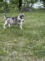 Breeze, a female Pomsky for sale in Waukesha, WI – 5 of 7
