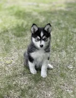 Daisy , a female Pomsky for sale in Waukesha, WI – 5 of 9