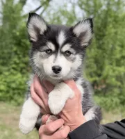 Daisy , a female Pomsky for sale in Waukesha, WI – 9 of 9