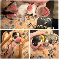 Sunny, a male Pomsky for sale in Waukesha, WI – 2 of 9