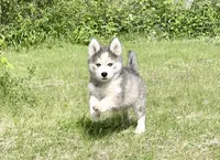 Clover, a male Pomsky for sale in Waukesha, WI – 2 of 9