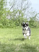 Daisy , a female Pomsky for sale in Waukesha, WI – 2 of 8
