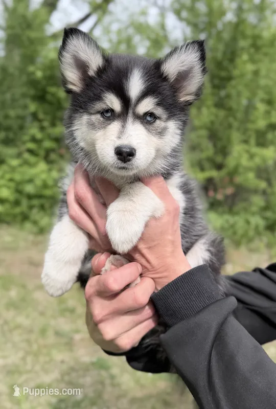 Daisy  – Pomsky puppy for sale in Waukesha, WI