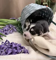 Daisy , a female Pomsky for sale in Waukesha, WI – 3 of 8