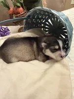 Breeze, a female Pomsky for sale in Waukesha, WI – 1 of 7