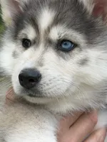 Breeze, a female Pomsky for sale in Waukesha, WI – 2 of 7