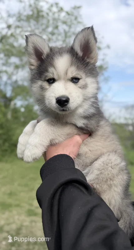 Clover – Pomsky puppy for sale in Waukesha, WI