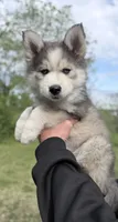Clover, a male Pomsky for sale in Waukesha, WI – 1 of 9