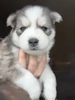 Clover, a male Pomsky for sale in Waukesha, WI – 6 of 9