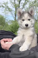 Clover, a male Pomsky for sale in Waukesha, WI – 7 of 9