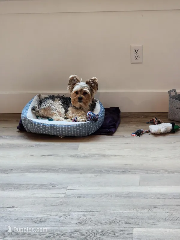 Boy Yorkie – Yorkshire Terrier puppy for sale in Spanaway, WA