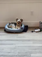 Bou Yorkie, a male Yorkshire Terrier for sale in Spanaway, WA – Photo 1 of 3