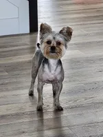 Bou Yorkie, a male Yorkshire Terrier for sale in Spanaway, WA – Photo 3 of 3