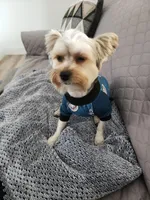 Bou Yorkie, a male Yorkshire Terrier for sale in Spanaway, WA – Photo 2 of 3