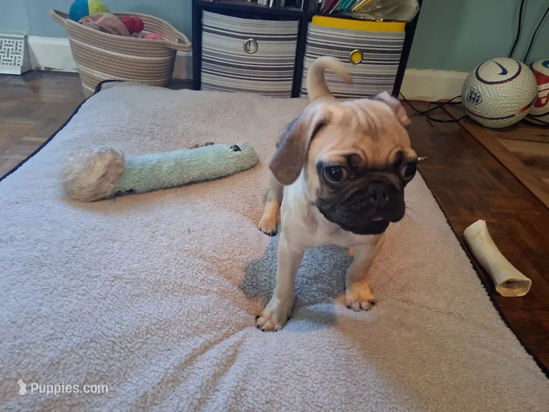Oscar – Pug puppy for sale in Monroe, NC
