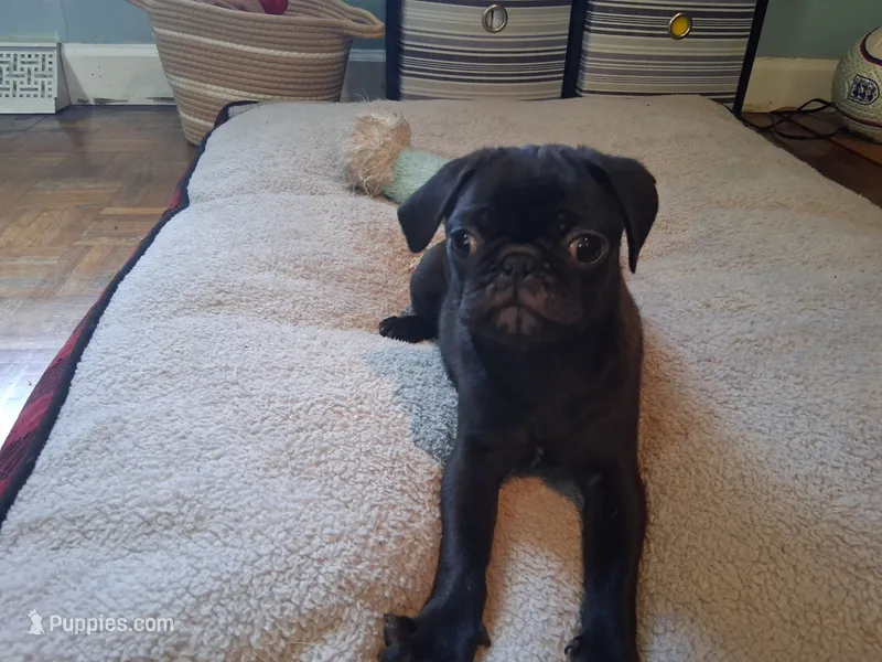 Otto – Pug puppy for sale in Monroe, NC