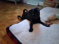 Ozzy, a male Pug for sale in Monroe, NC – 1 of 1