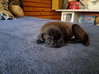 Otto, a male Pug for sale in Monroe, NC – 1 of 1