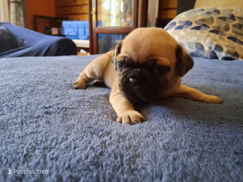 Oscar – Pug puppy for sale in Monroe, NC