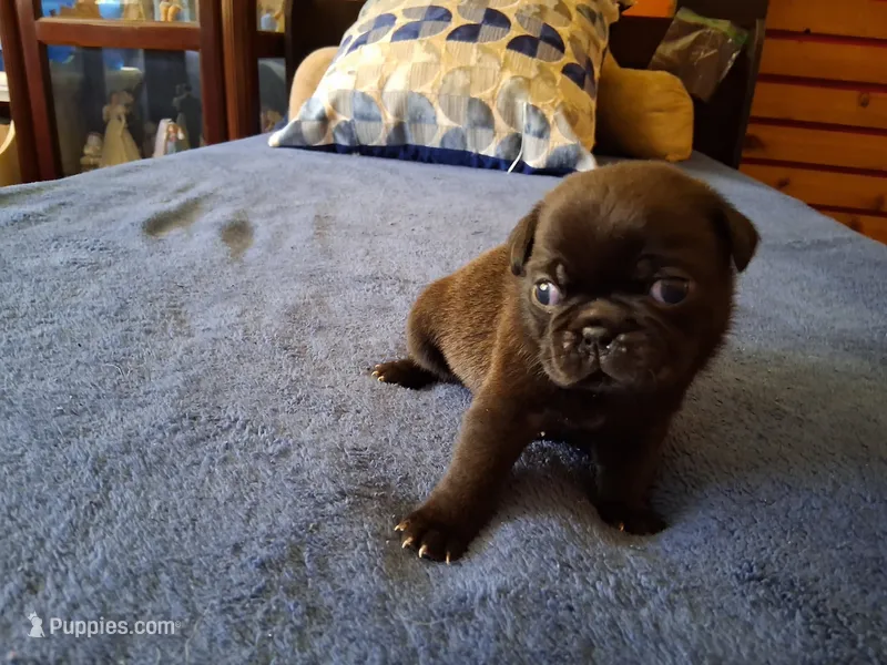 Owen – Pug puppy for sale in Monroe, NC