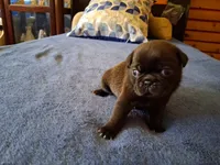 Owen, a male Pug for sale in Monroe, NC – 1 of 1