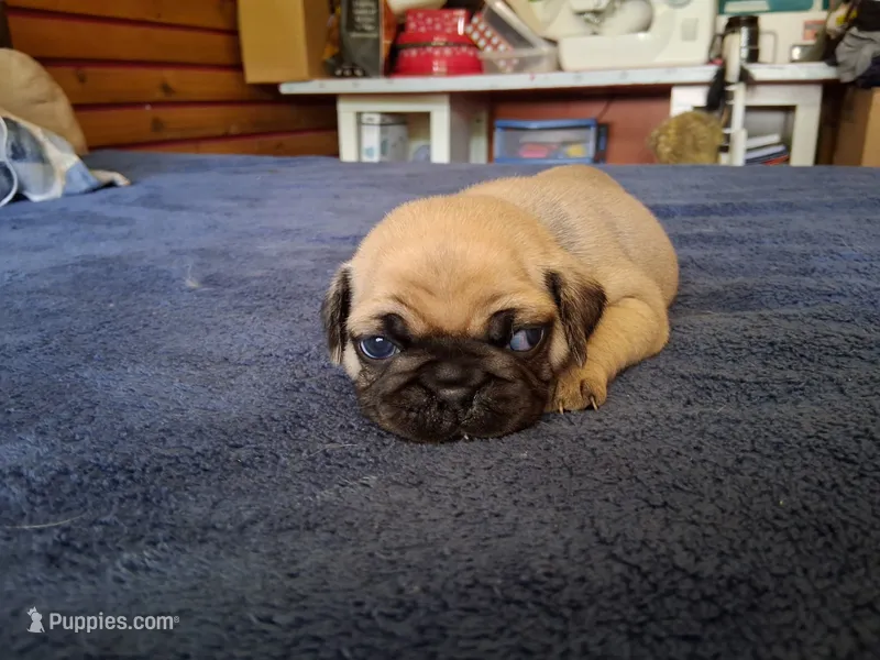 Opal – Pug puppy for sale in Monroe, NC