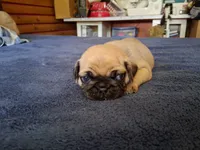 Opal, a female Pug for sale in Monroe, NC – 1 of 1