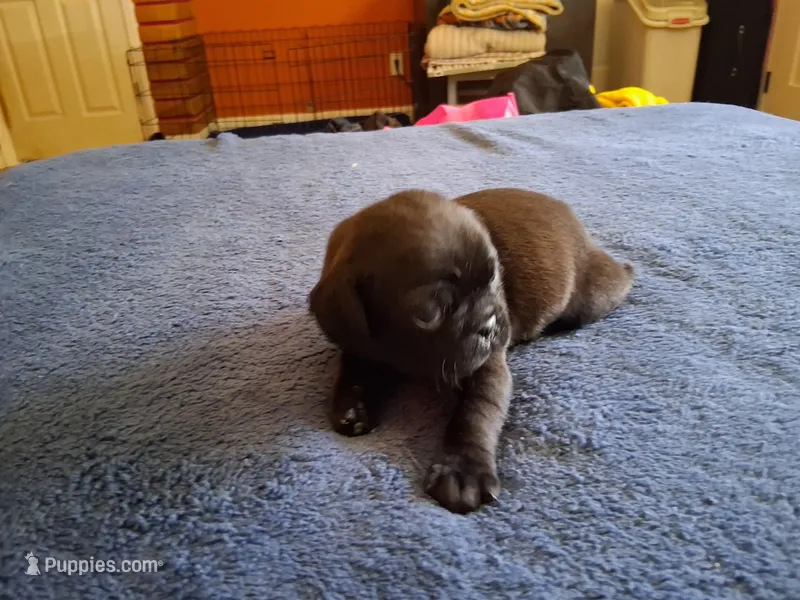 Orion – Pug puppy for sale in Monroe, NC