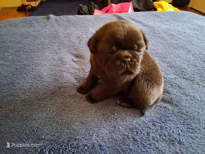 Ozzy – Pug puppy for sale in Monroe, NC