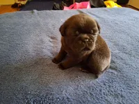 Ozzy, a male Pug for sale in Monroe, NC – 1 of 1