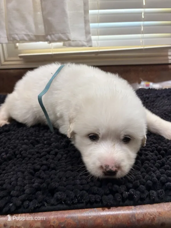 Puppy Blue – Great Pyrenees puppy for sale in Watkinsville, GA