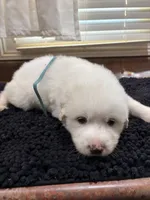 Puppy Blue, a male Great Pyrenees for sale in Watkinsville, GA – 1 of 2