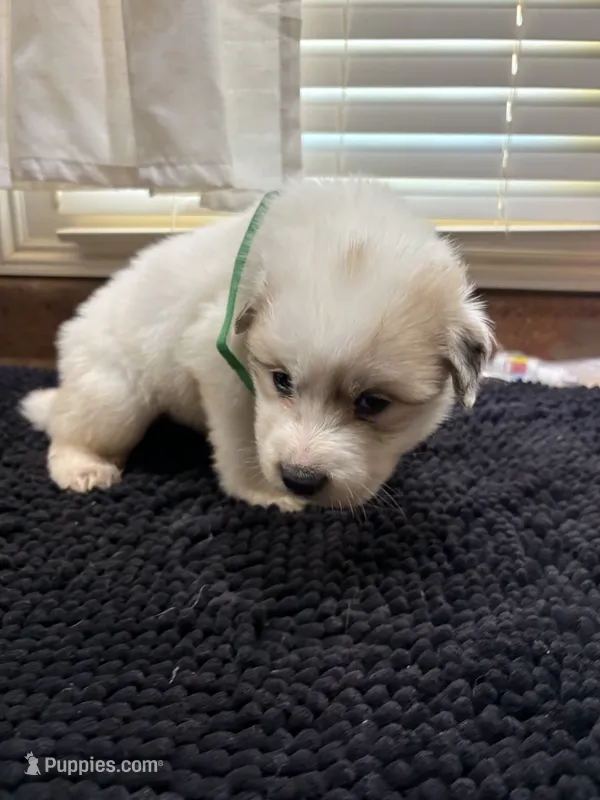 Puppy Green – Great Pyrenees puppy for sale in Watkinsville, GA