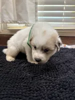 Puppy Green, a female Great Pyrenees for sale in Watkinsville, GA – 1 of 2