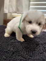 Puppy Green, a female Great Pyrenees for sale in Watkinsville, GA – 2 of 2