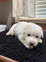 Puppy Blue, a male Great Pyrenees for sale in Watkinsville, GA – 2 of 2