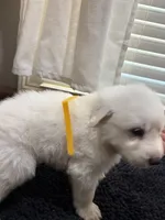 Puppy Yellow, a female Great Pyrenees for sale in Watkinsville, GA – 2 of 2