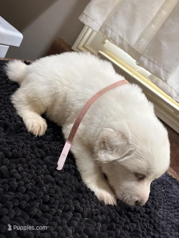Puppy Pink – Great Pyrenees puppy for sale in Watkinsville, GA