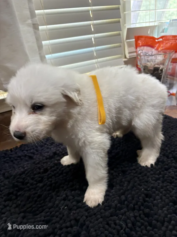 Puppy Yellow – Great Pyrenees puppy for sale in Watkinsville, GA