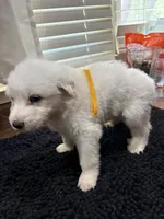 Puppy Yellow, a female Great Pyrenees for sale in Watkinsville, GA – 1 of 2